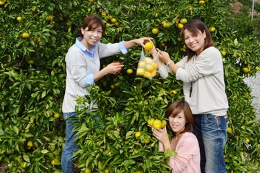 1日50組のご来園も！浜名湖みかん狩り　好評開園中！ 12月6日まで開園