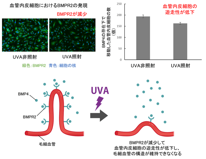 図2 UVAによる毛細血管の消失
