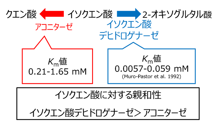 図3. シネコシスティスのアコニターゼとイソクエン酸デヒドロゲナーゼにおける、イソクエン酸に対する親和性の比較