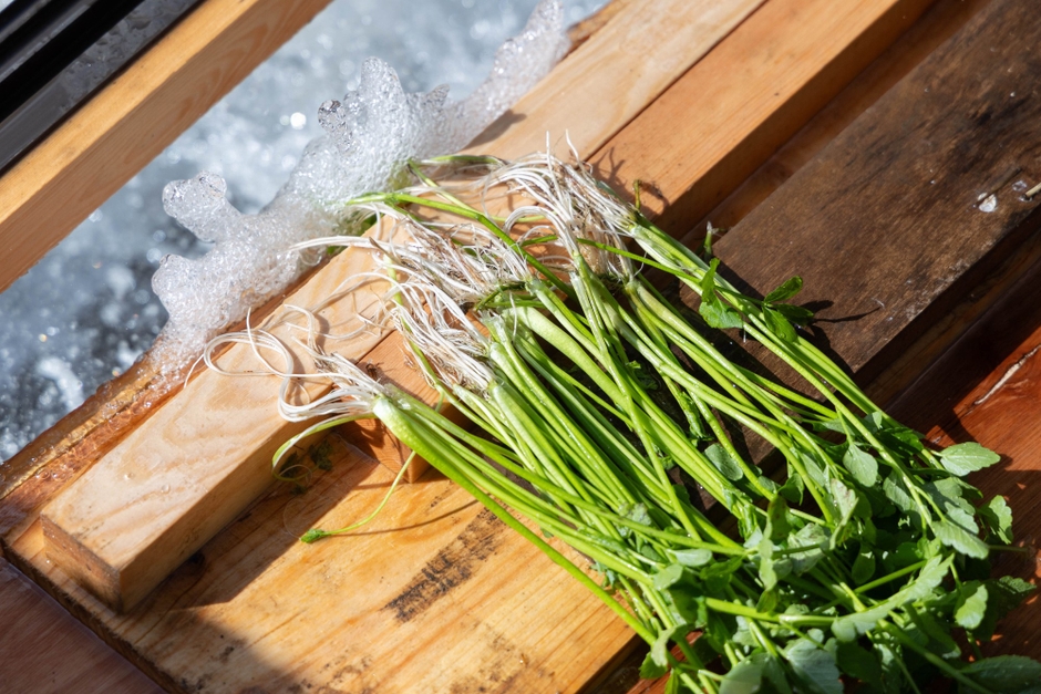 採れたての香りは清涼感にあふれ、食感はシャキシャキと歯切れが良い