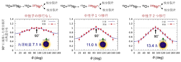 図4 18O＋237Npの多核子移行反応で生成される3種類の複合核（237Np*, 238Np*, 239Np*）の核分裂において、放出される核分裂片の角度θを回転軸から測定したもので、立体角あたりの核分裂片の検出確率を表します。分布は、θ＝90°での収率を1.0として規格化しました。角運動量と角度分布の関係を記述する理論による計算結果を実線で表します。解析で得られた角運動量を図中に示します。