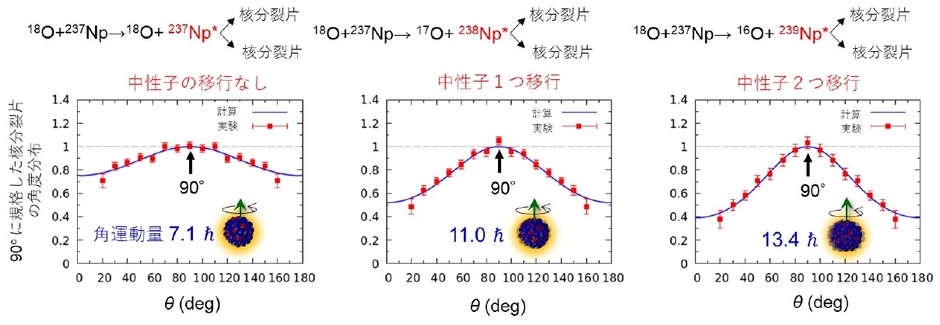 図4 18O+237Npの多核子移行反応で生成される3種類の複合核(237Np*, 238Np*, 239Np*)の核分裂において、放出される核分裂片の角度θを回転軸から測定したもので、立体角あたりの核分裂片の検出確率を表します。分布は、θ=90°での収率を1.0として規格化しました。角運動量と角度分布の関係を記述する理論による計算結果を実線で表します。解析で得られた角運動量を図中に示します。