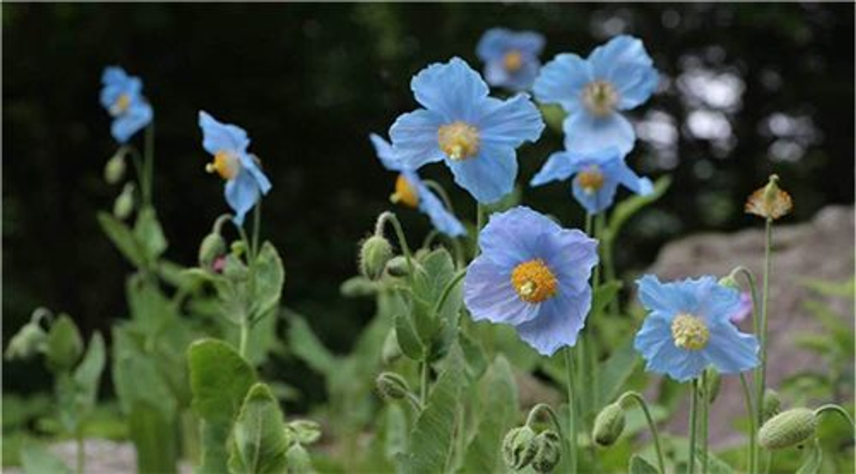 六甲高山植物園 秘境に咲く神秘の花 ヒマラヤの青いケシ が見頃を迎えました Newscast