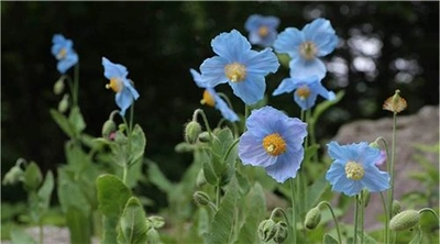 六甲高山植物園　秘境に咲く神秘の花 「ヒマラヤの青いケシ」が見頃を迎えました！