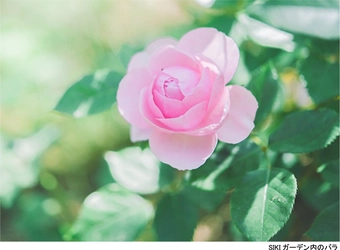 ROKKO森の音ミュージアム SIKIガーデンRose Season ナチュラルガーデンで楽しむバラ 2023年6月16日（金）～7月14日（金）