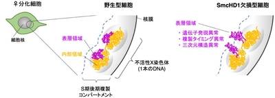 不活性X染色体の層構造(左)とSmcHD1欠損による表層領域の異常(右)