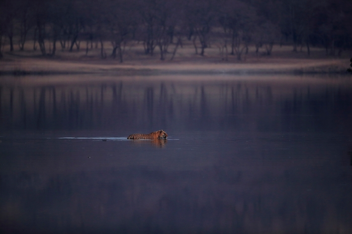最優秀賞 ネイチャー部門 「野生の虎―際に立たされた存在―」