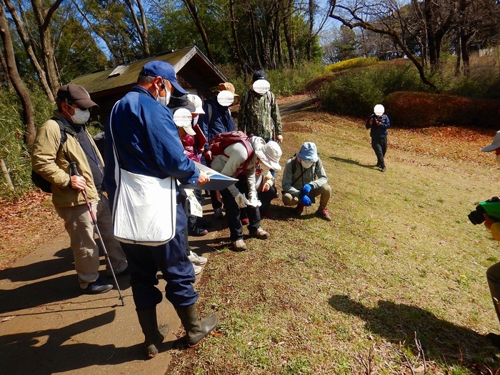 足元に見つけたスミレを観察中