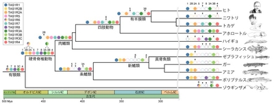 図2 脊椎動物の系統関係とTAS1R遺伝子の進化 塗りつぶされた丸印は遺伝子を持ち、白丸は遺伝子が失われたことを表している。 矢印は、その系統上で各遺伝子を喪失したことを示している。