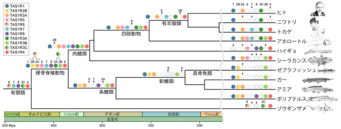 図2 脊椎動物の系統関係とTAS1R遺伝子の進化　塗りつぶされた丸印は遺伝子を持ち、白丸は遺伝子が失われたことを表している。　矢印は、その系統上で各遺伝子を喪失したことを示している。