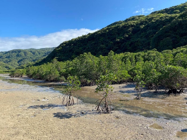 マングローブと干潟