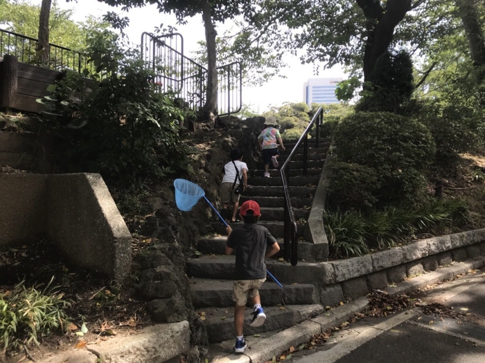 近所の公園でセミ8匹採りました