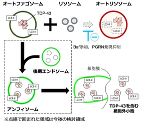 【岡山理科大学】核タンパク質TDP-43の細胞外放出におけるオートファジーの役割を解明