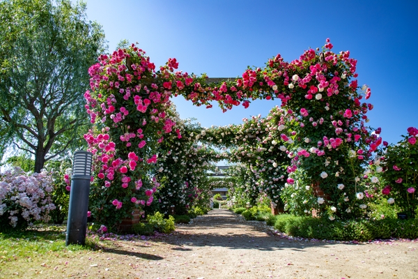 「ピエール・ドゥ・ロンサール」と「ゼフィリーヌ・ドルーアン」が咲き競うパーゴラは圧巻