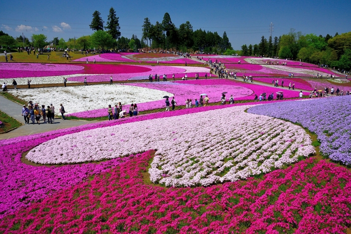 秩父羊山公園「芝桜の丘」