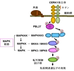 農学部バイオサイエンス学科教授　川﨑努らの研究チーム　植物が病原菌感染を検知し、防御遺伝子群を活性化する仕組みを世界で初めて解明