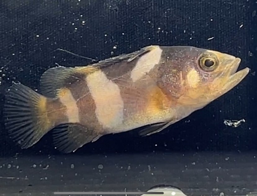 タマカイ稚魚(全長35mm)