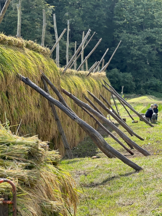 はさがけの様子(4)