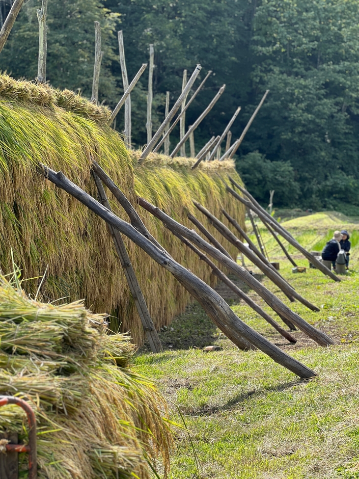 はさがけの様子(4)