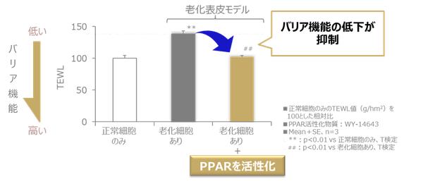 図3 PPARの活性化により肌のバリア機能低下が抑制される