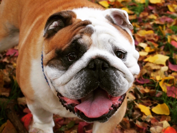 2018年版エントリー画像/ブルドッグ