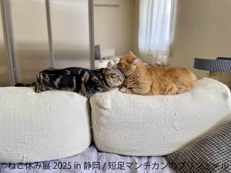 ねこ休み展 展示作品：プリンとメル