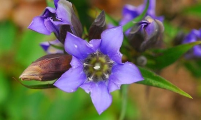 秋の野山を彩る鮮やかな瑠璃色の花「リンドウ」が見頃です