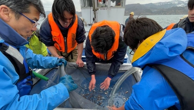 近畿大学と新潟県立海洋高等学校が育てたノドグロ稚魚　昨年の5倍となる約37,000尾を新潟の海に放流