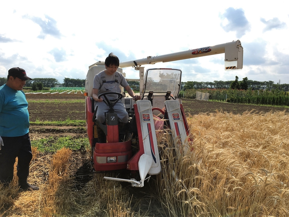 岩﨑農園（横浜市瀬谷区）の小麦収穫の様子