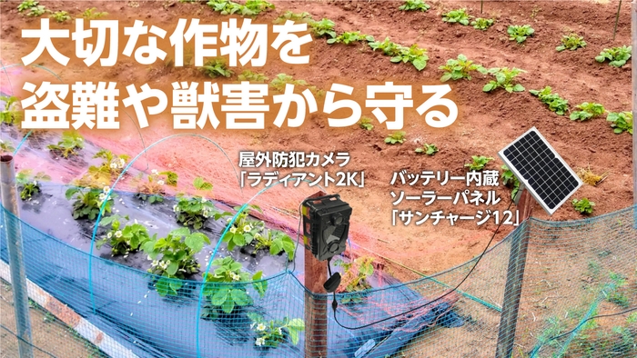 サンチャージ12&ラディアント2K