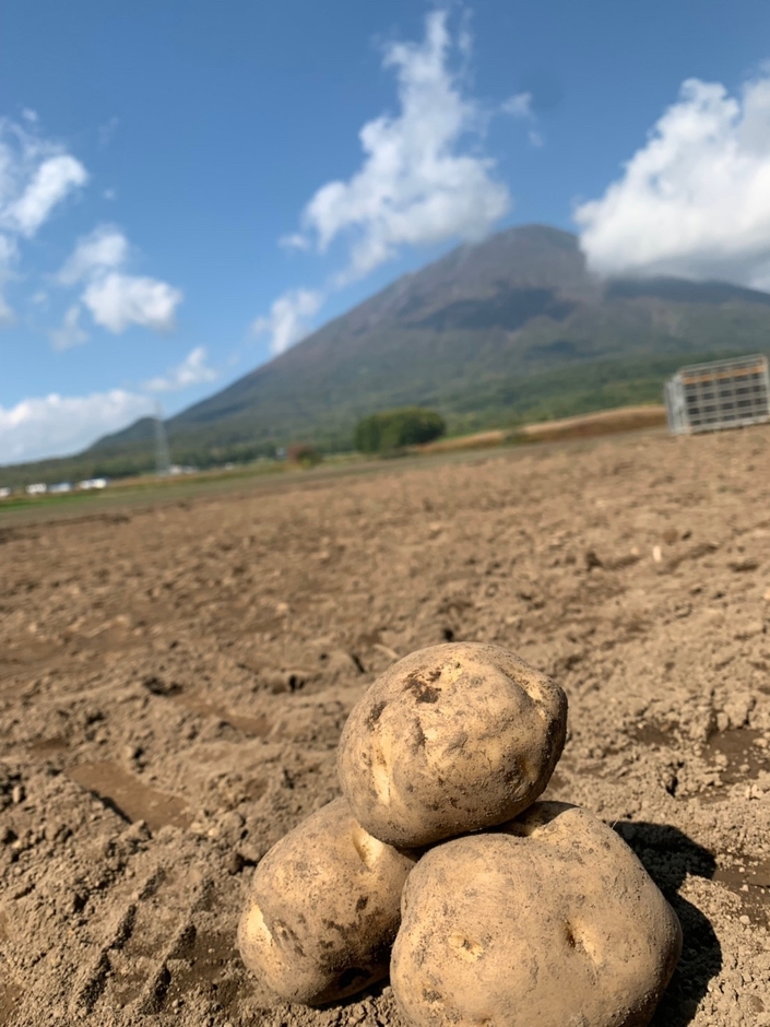 大雪山麓真狩村佐々木農園の男爵いも