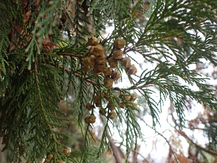 コリコリしたこの実は何の木についてるのかな?