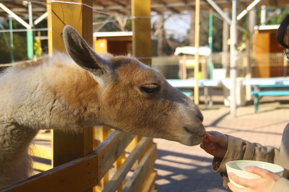 宝登山小動物公園ラマ