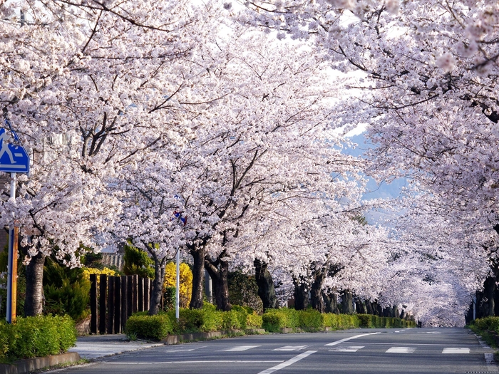 秩父地域の桜　イメージ(1)