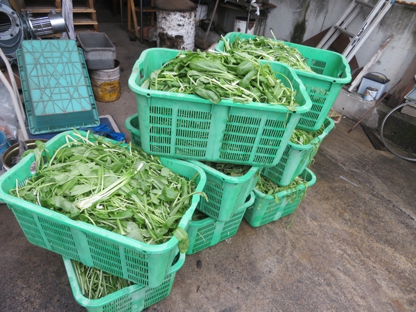 作物（野菜）残渣