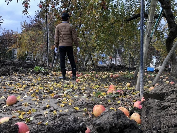 ▲台風により落下した林檎