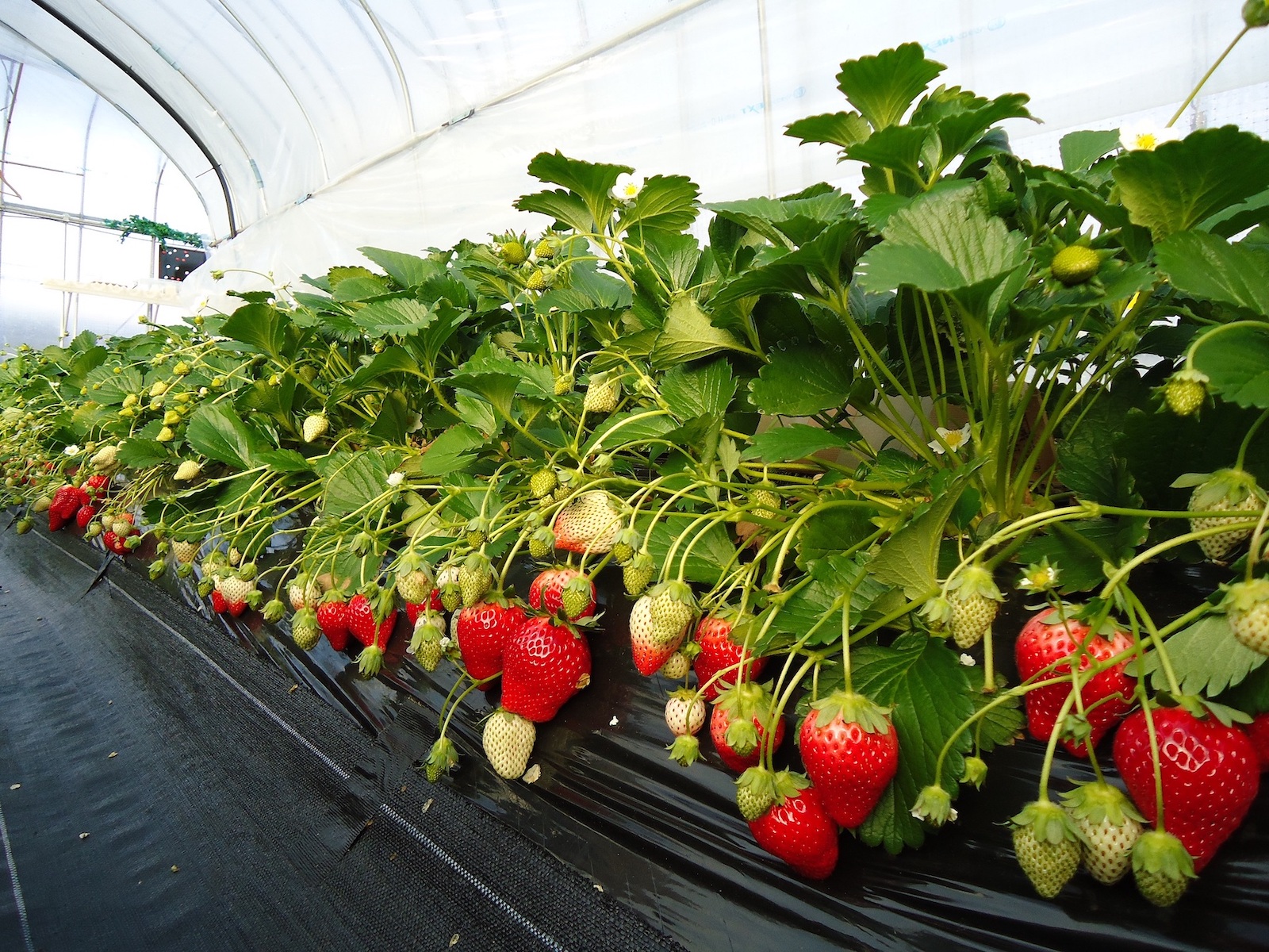 星野リゾート 界 感染対策グッズ、人数・時間制限のハウスでのいちご狩りと オリジナルスイーツを味わう「いちご尽くしプラン」登場 実施期間:2020年12月12日~2021年2月28日