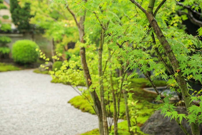 嵐山本店敷地内の日本庭園