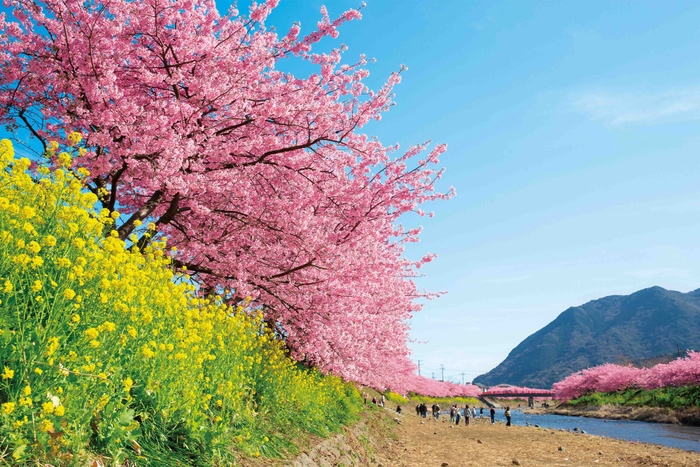 河津川の桜並木　例年の見ごろ：2月上旬～3月上旬 / ホテルから車で約1時間