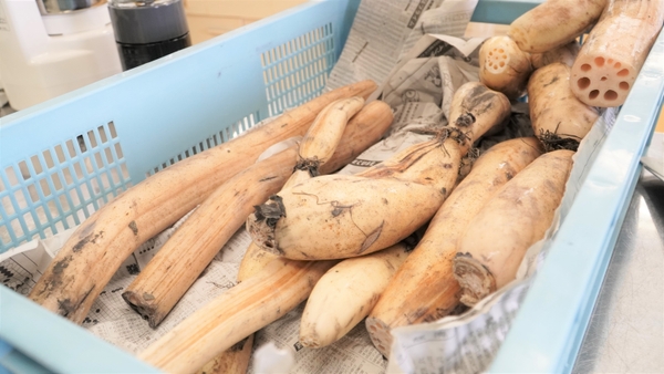 掘りたての蓮根