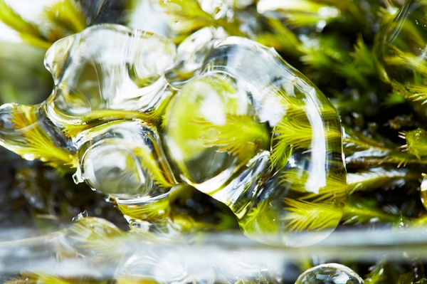 「ホソホウオウゴケ」の苔氷