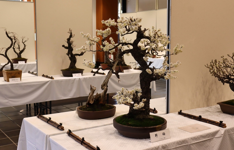 梅と早春の植物展の様子（令和7年撮影）