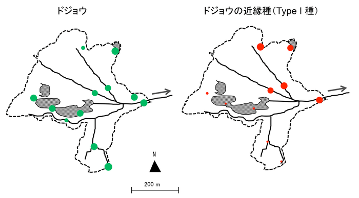 中池見湿地の環境DNA分析における2種のドジョウの陽性検出回数(丸の大きさは相対的な検出数を示す)