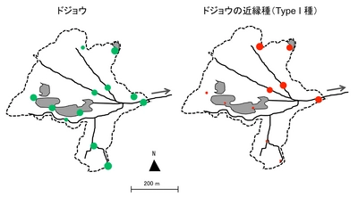 湿地の水からその場所に住む生物のDNAを検出　「環境DNA分析」で2種類ドジョウの生息地域の分布が明らかに