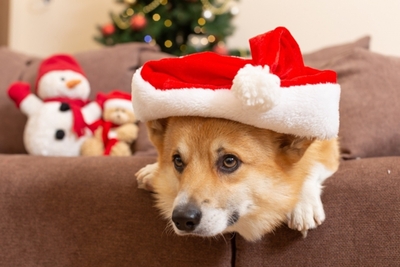 クリスマス　※イメージ