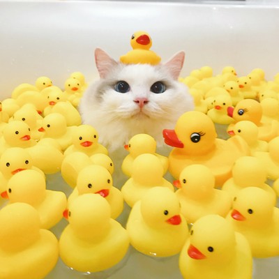 お風呂に入ってるバロン 