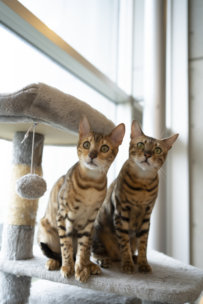 大黒摩季飼い猫 トット(左)、アン(右)