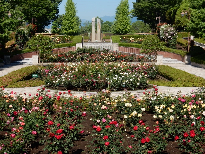 過去のバラ園開花の様子