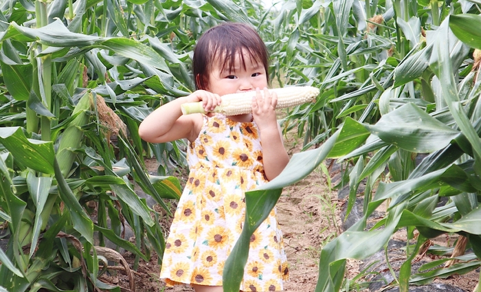 子どもが畑でかぶりつく姿