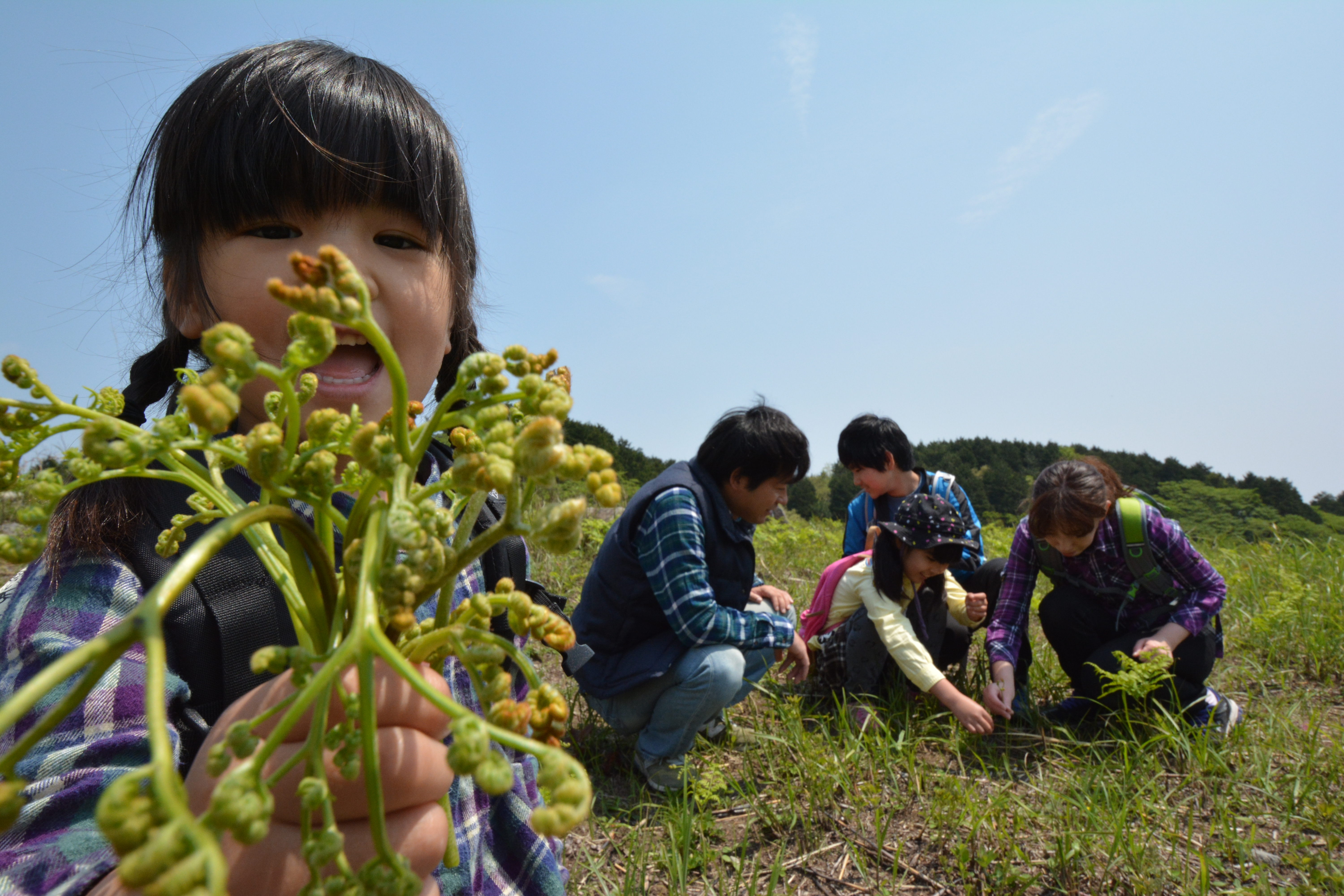 わらび・ぜんまいなど春の伊豆ならではの味覚狩りを楽しむ 「稲取細野高原山菜狩り」が令和５年４月１４日（金）～５月７日（日）で開催します